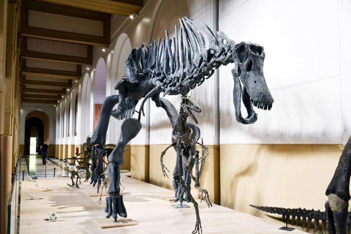 La más relevante exposición de dinosaurios de los últimos tiempos se inaugura en el MNHN