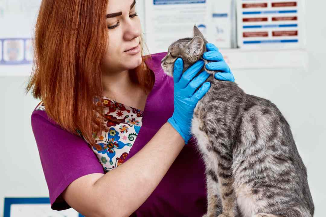 La Educación, Formación y Salud en Gatos: Un Camino Hacia el Bienestar Felino