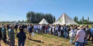 Trigos adaptados a menos agua y a altas temperaturas conocieron productores en actividad de INIA en Chillán