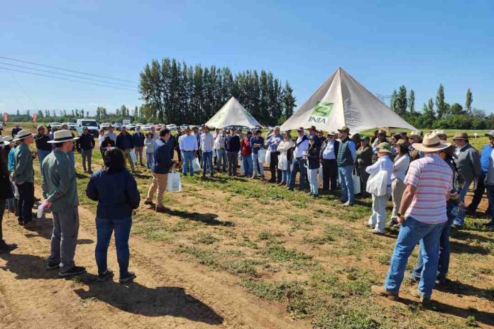 Trigos adaptados a menos agua y a altas temperaturas conocieron productores en actividad de INIA en Chillán Trigos adaptados a menos agua y a altas temperaturas conocieron productores en actividad de INIA en Chillán