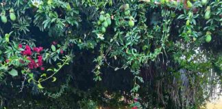 Con éxito concluye primera Escuela de Verano de Metodologías participativas ambientales en Maipú