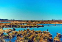 Humedales: Guardianes del futuro y la vida en el planeta