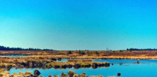 Humedales: Guardianes del futuro y la vida en el planeta