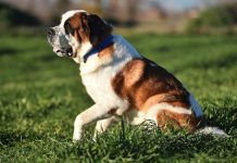 Las razas de perros que más sufren con el verano Las razas de perros que más sufren con el verano