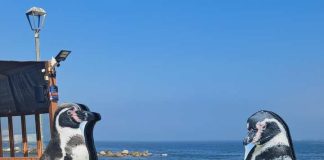 Pingüinos de Humboldt promocionan el turismo y el comercio en Algarrobo