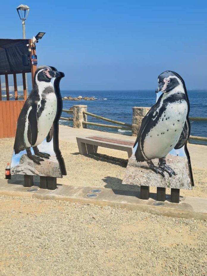 Pingüinos de Humboldt promocionan el turismo y el comercio en Algarrobo Pingüinos de Humboldt promocionan el turismo y el comercio en Algarrobo
