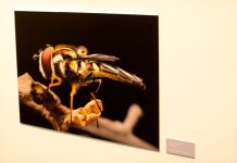 Sala de arte CCU ofrece panoramas durante febrero en la capital