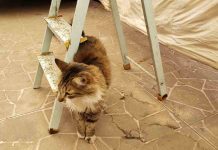 EasyPet: Plataforma digital que facilita el cuidado de mascotas  EasyPet: Plataforma digital que facilita el cuidado de mascotas