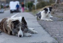 Chile tiene más de 4 millones de animales callejeros ¿Qué falta para terminar con esta realidad? Chile tiene más de 4 millones de animales callejeros ¿Qué falta para terminar con esta realidad?