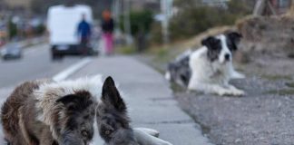 Chile tiene más de 4 millones de animales callejeros ¿Qué falta para terminar con esta realidad?