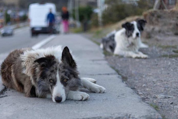 Chile tiene más de 4 millones de animales callejeros ¿Qué falta para terminar con esta realidad?