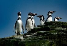 Cinco razones para proteger al Pingüino de Humboldt
