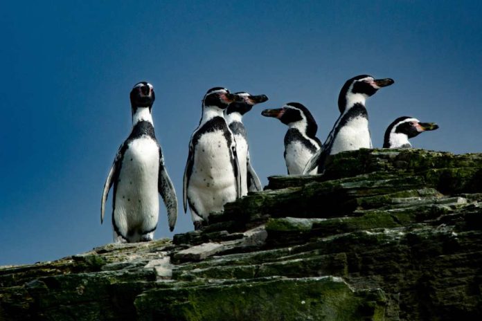 Cinco razones para proteger al Pingüino de Humboldt Cinco razones para proteger al Pingüino de Humboldt