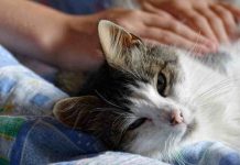 El lenguaje corporal del dolor en mascotas que todo dueño responsable debe conocer