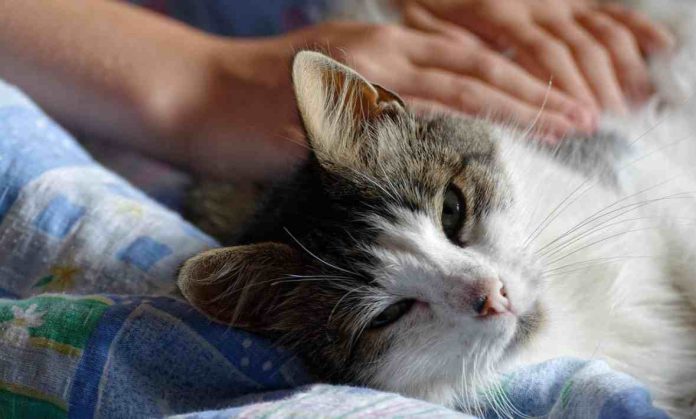 _El lenguaje corporal del dolor en mascotas que todo dueño responsable debe conocer El lenguaje corporal del dolor en mascotas que todo dueño responsable debe conocer