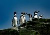En el Día de los Pingüinos, Greenpeace destaca el valor de una especie emblemática de Chile: Cinco razones para proteger al Pingüino de Humboldt En el Día de los Pingüinos, Greenpeace destaca el valor de una especie emblemática de Chile: Cinco razones para proteger al Pingüino de Humboldt