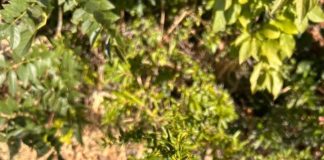 La importancia de la Escolarización Temprana: ¿Tan chiquitos y al colegio? La importancia de la Escolarización Temprana ¿Tan chiquitos y al colegio (1)