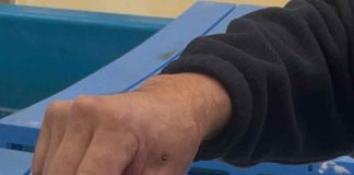      UCN dona 100.000 semillas de ostras japonesas a Liceo de Tongoy 