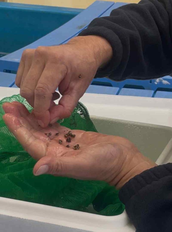      UCN dona 100.000 semillas de ostras japonesas a Liceo de Tongoy 