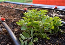 Huertas educativas florecen en Ñuble y Biobío: Aprendizaje y vida saludable en comunidad