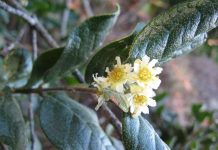 Día de la Biodiversidad: bosques resilientes ante eventos climáticos extremos Día de la Biodiversidad: bosques resilientes ante eventos climáticos extremos