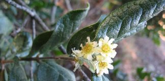 Día de la Biodiversidad: bosques resilientes ante eventos climáticos extremos