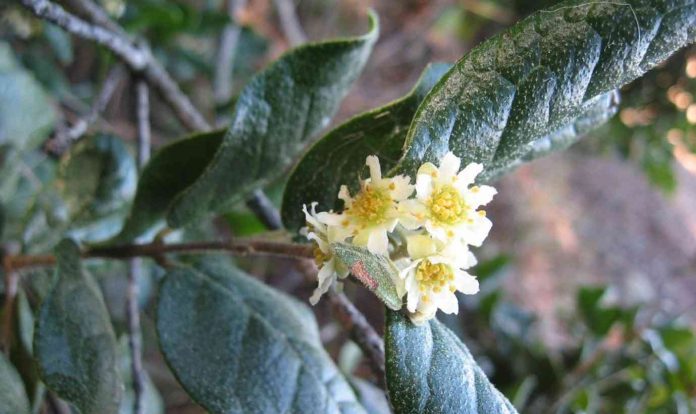 Día de la Biodiversidad bosques resilientes ante eventos climáticos extremos Día de la Biodiversidad: bosques resilientes ante eventos climáticos extremos