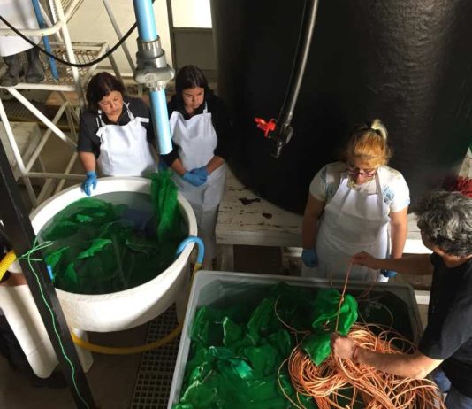 AquaPacífico impulsa modelo innovación social para fortalecer liceos técnicos-profesionales con formación en acuicultura AquaPacífico impulsa modelo innovación social para fortalecer liceos técnicos-profesionales con formación en acuicultura