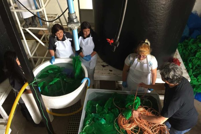 AquaPacífico impulsa modelo innovación social para fortalecer liceos técnicos-profesionales con formación en acuicultura AquaPacífico impulsa modelo innovación social para fortalecer liceos técnicos-profesionales con formación en acuicultura