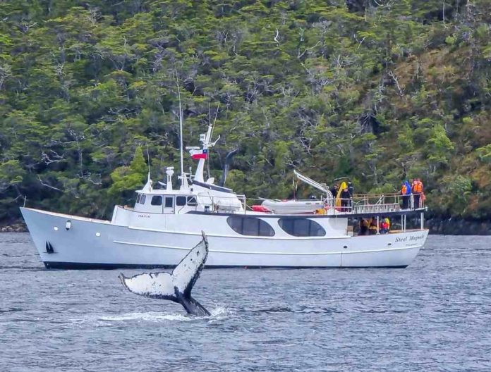 El auge del turismo náutico en Magallanes Más que viajes, experiencias y desarrollo  El auge del turismo náutico en Magallanes: Más que viajes, experiencias y desarrollo