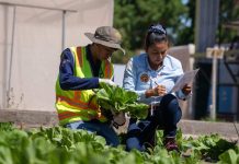 Estudiantes del Liceo de Pica integran su producción hortícola a la cadena de abastecimiento regional Estudiantes del Liceo de Pica integran su producción hortícola a la cadena de abastecimiento regional