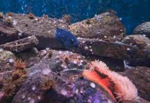 Acuario y Museo UCN recibe a más de 18 mil personas en el primer semestre del año Acuario y Museo UCN recibe a más de 18 mil personas en el primer semestre del año