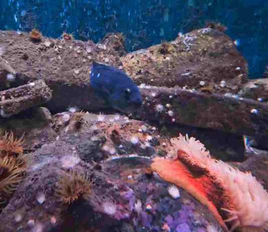 Acuario y Museo UCN recibe a más de 18 mil personas en el primer semestre del año Acuario y Museo UCN recibe a más de 18 mil personas en el primer semestre del año