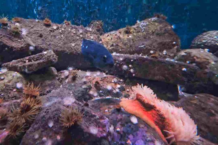 Acuario y Museo UCN recibe a más de 18 mil personas en el primer semestre del año Acuario y Museo UCN recibe a más de 18 mil personas en el primer semestre del año