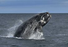 Día Mundial de las Ballenas y Delfines
