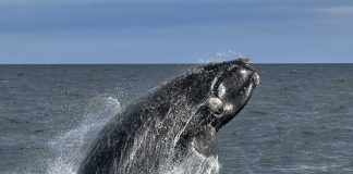 Día Mundial de las Ballenas y Delfines
