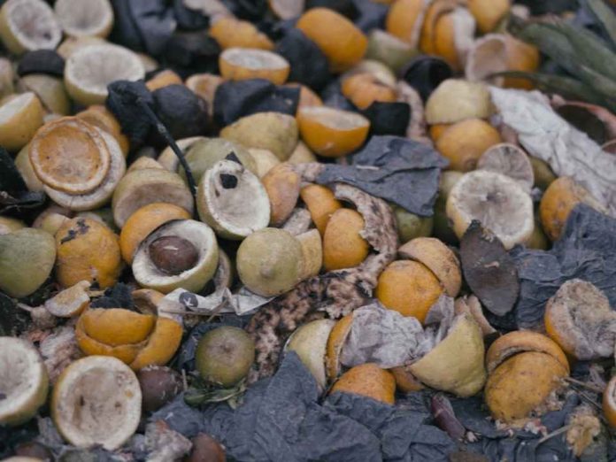 Desperdicio de alimentos la contradicción de botar comida cuando se agotan los recursos naturales (1) Desperdicio de alimentos: la contradicción de botar comida cuando se agotan los recursos naturales