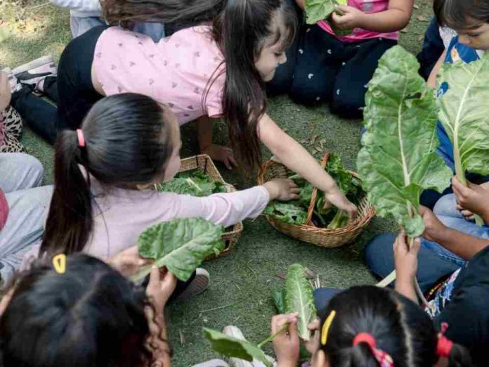 “Huerto Mágico” en La Pintana: Educación inicial que cultiva el aprendizaje en niños y niñas 