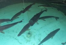 UCN desarrolla alianza estratégica con Centro de Investigaciones Biológicas de México