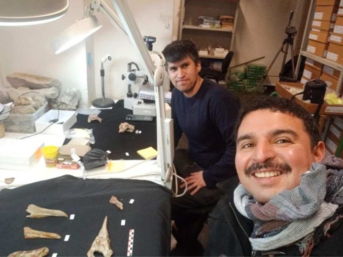 Estudio reveló la diversidad de peces óseos en el pasado de Chile Estudio reveló la diversidad de peces óseos en el pasado de Chile