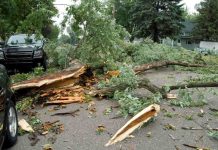 Sistema frontal: ¿Cómo se podría identificar un árbol que está por caer y qué debo hacer al respecto? Sistema frontal: ¿Cómo se podría identificar un árbol que está por caer y qué debo hacer al respecto?