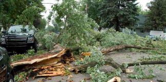 Sistema frontal: ¿Cómo se podría identificar un árbol que está por caer y qué debo hacer al respecto?