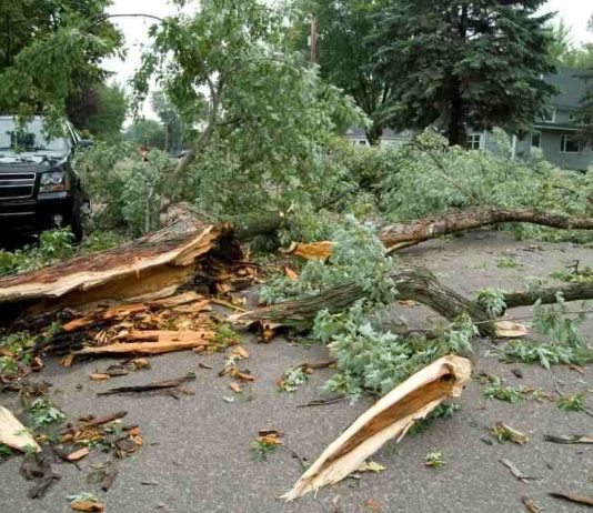 Sistema frontal: ¿Cómo se podría identificar un árbol que está por caer y qué debo hacer al respecto? Sistema frontal: ¿Cómo se podría identificar un árbol que está por caer y qué debo hacer al respecto?