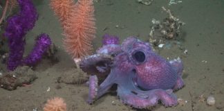 Equipo UCN participa en investigación en el Océano Atlántico