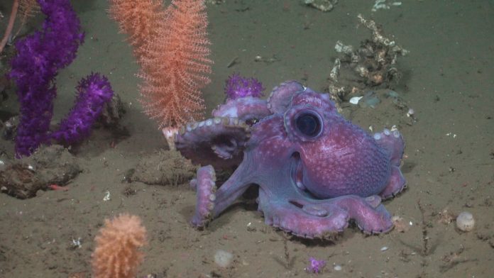 Equipo UCN participa en investigación en el Océano Atlántico