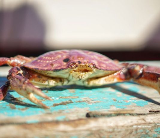 Académico UCSC lidera estudio para valorizar residuos de jaiba en Punta Lavapié Académico UCSC lidera estudio para valorizar residuos de jaiba en Punta Lavapié