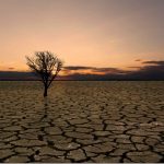 Datos para una contabilidad integrada del carbono en nuestros ecosistemas Datos para una contabilidad integrada del carbono en nuestros ecosistemas