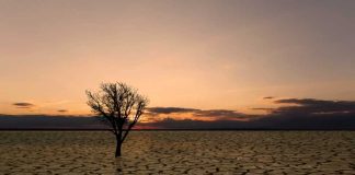 Datos para una contabilidad integrada del carbono en nuestros ecosistemas