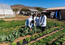 INIA enseña a estudiantes de liceos agrícolas a criar insectos que reemplazan plaguicidas INIA enseña a estudiantes de liceos agrícolas a criar insectos que reemplazan plaguicidas