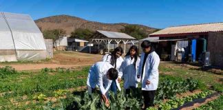 INIA enseña a estudiantes de liceos agrícolas a criar insectos que reemplazan plaguicidas 
